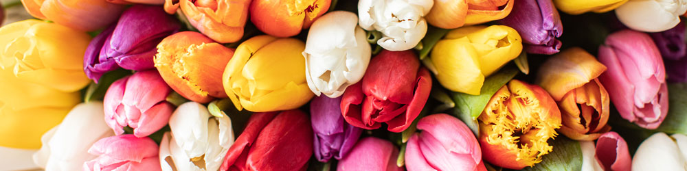 tulipani rurgo fiori frosinone